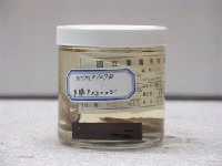 藏品(銀鯧)的圖片